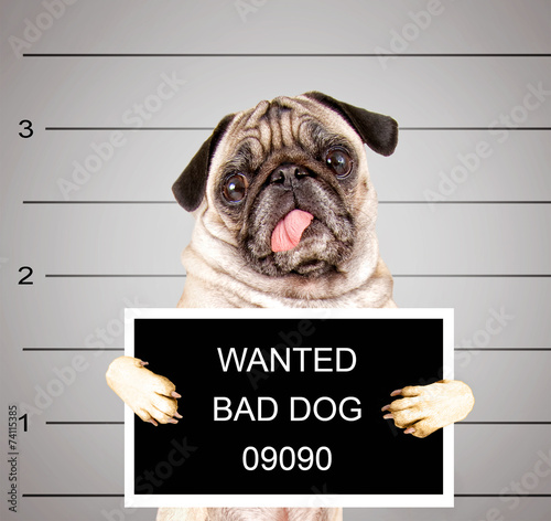 a dog in front of a convict poster getting a mug shot taken