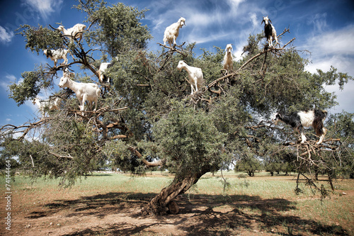 ARGAN L'ALBERO DELLE CAPRE