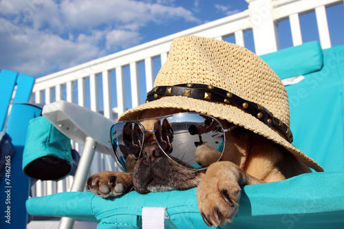 Pug Relaxing in Beach Chair