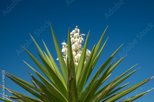 Yucca