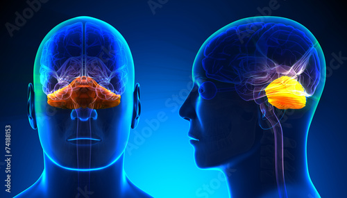 Male Cerebellum Brain Anatomy - blue concept