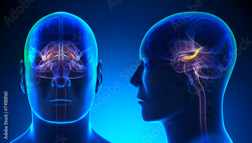 Male Hippocampus Brain Anatomy - blue concept