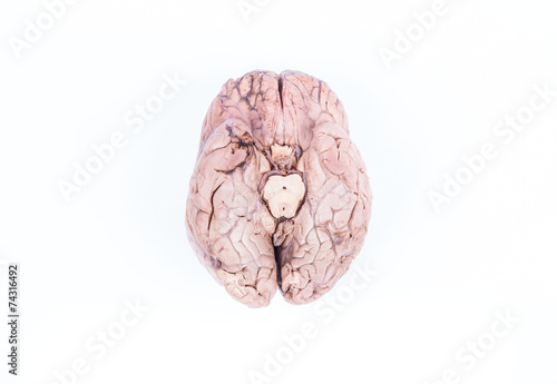 human brain isolated on white