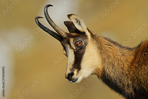 chamois (rupicapra rupicapra)