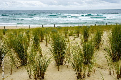 plantes protection dunes