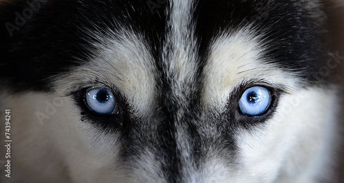 siberian husky