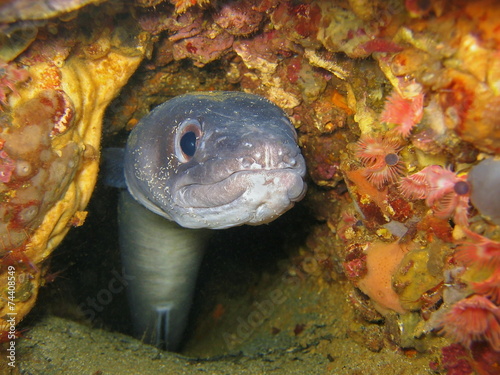 European conger underwater hidden in a hole