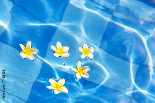 Frangipani flowers floating in blue water