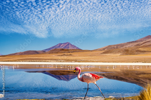 Lagoon flamingo bolivia