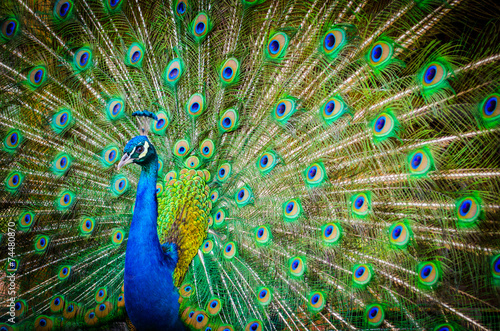 Portrait of beautiful peacock with feathers out