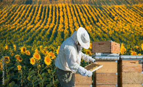 Beekeeper working