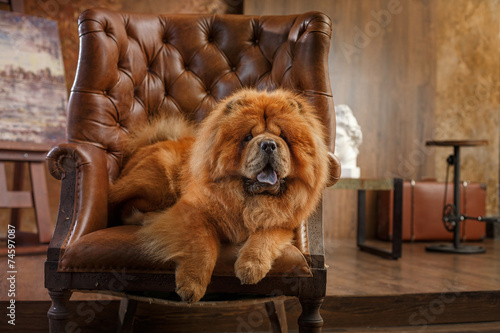 dog breed chow chow