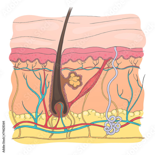 Vector Illustration of a Human Skin Diagram