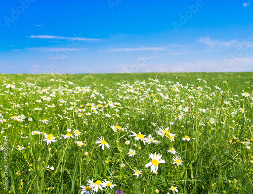 Green Horizon Grass Land Flowers Blooming