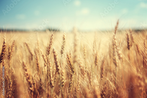 golden wheat field and sunny day