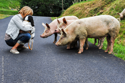 Cochons en liberté