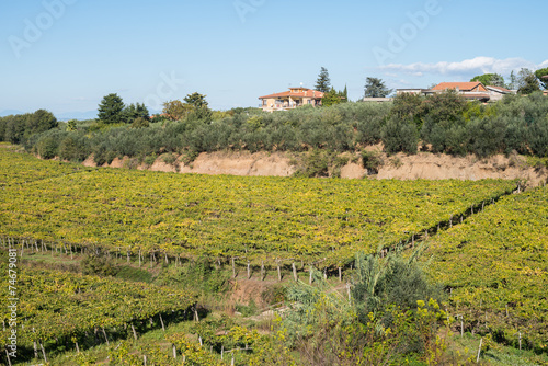 Vineyard