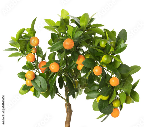 tangerine tree isolated on the white background