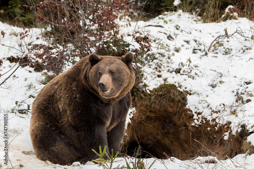 Orso bruno fuori dalla tana