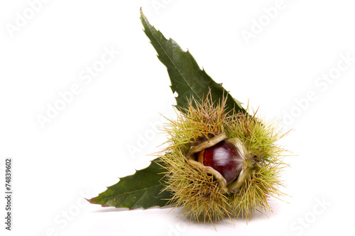 Close up view of chestnuts isolated on a white background.