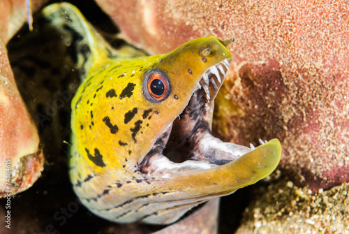 Fimbriated moray eel in Ambon, Maluku, Indonesia underwater