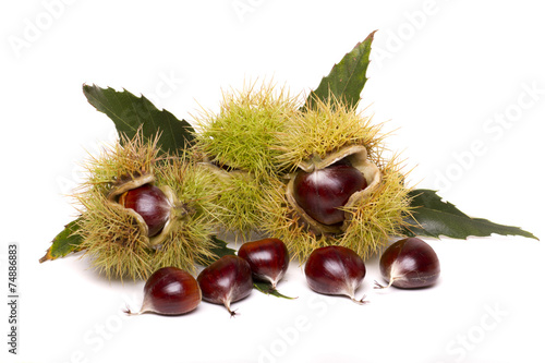 Close up view of chestnuts isolated on a white background.