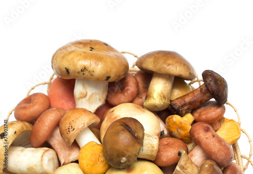 Mushrooms on a white background. Background. Photo.