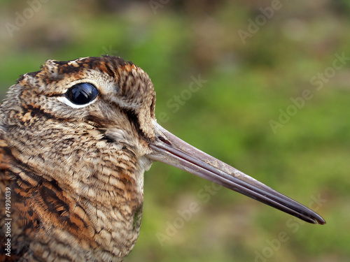 close-up of dead woodcock