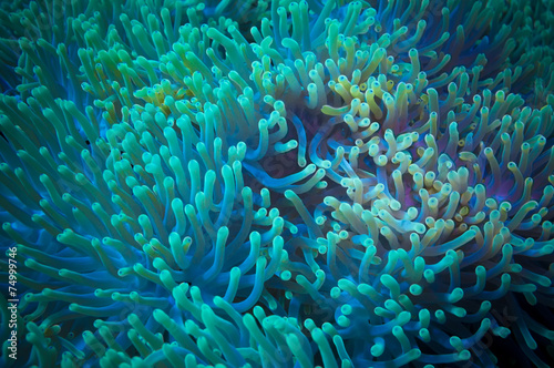 Clownfish shelters in its host anemone