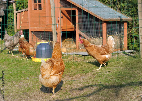 poulailler dans jardin