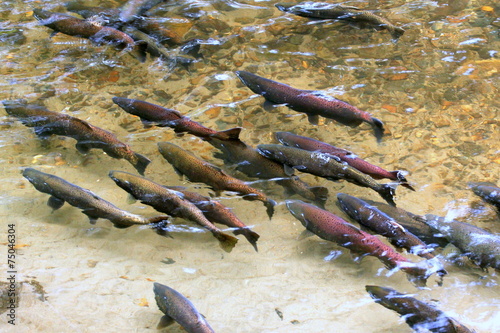 Chinook Swimming Left