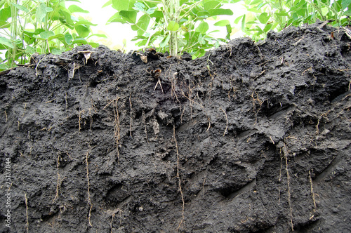 Soybeans roots