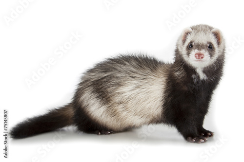 young ferret