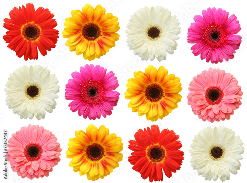 Colorful gerbera on white background isolated