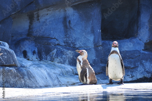 Manchot de Humboldt, Zoo de Vincennes