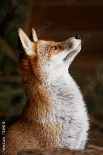 Fuchs blickt auf
