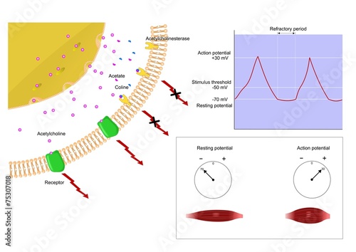 meccanismo contrazione nervosa, neurotrasmettitori