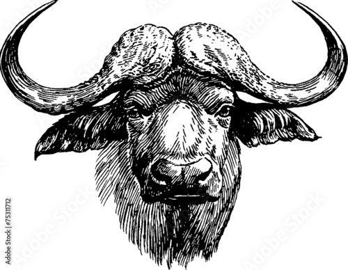 Vintage graphic head of buffalo