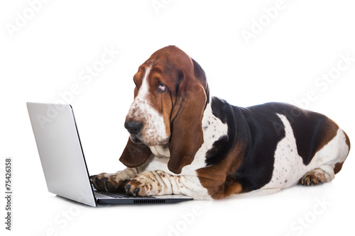 basset hound dog working on a computer