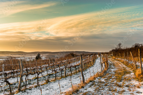 Weingarten im Winter