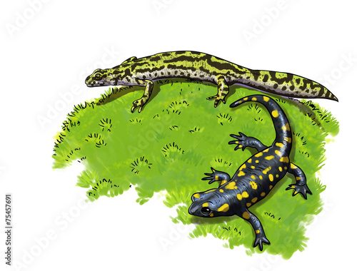 Tailed amphibians, newt and salamander