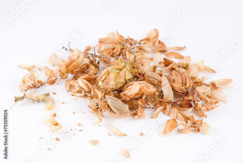 Humulus lupulus close up in white background