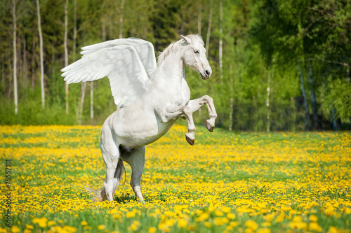 Beautiful white pegasus rearing up on the field with dandelions
