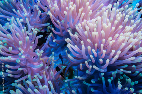 Clownfish and anemone on a tropical coral reef