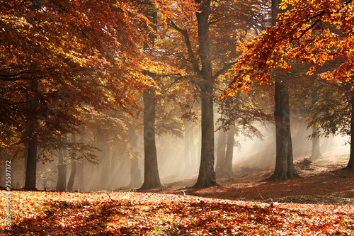 Misty autumn forest