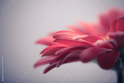 Macro photo of gerbera flower with water drop. floral background