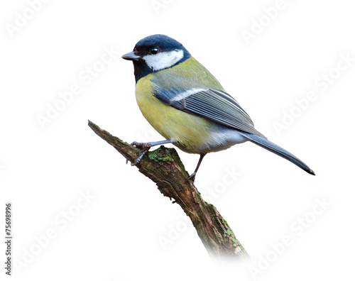 Great tit on white