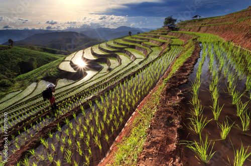 Rice fields on terraced at Chiang Mai, Thailand