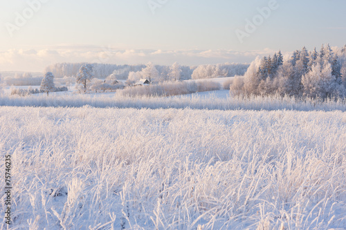 Wiejski zima krajobraz z białym mrozem na polu i lesie