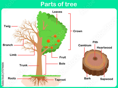 Leaning Parts of tree for kids - Worksheet